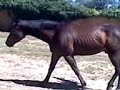 ptite video dun cheval