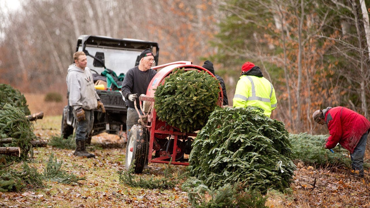 The Voisine Family is creating holiday traditions one tree at a time. See how they produce thousands of firs for families throughout the northeast.