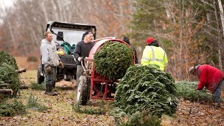 Video of Allagash View Christmas Tree Farm in Maine
