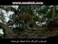 الرحمة بين القرد و النمر