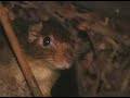 arboreal rodent