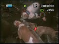 PIG HUNTING IN PARADISE 4 PIG HUNTING IN PARADISE 4