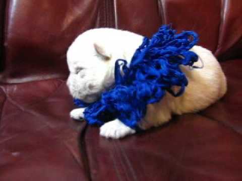 Dark Blue Curly Frills Boy trying to find his mama