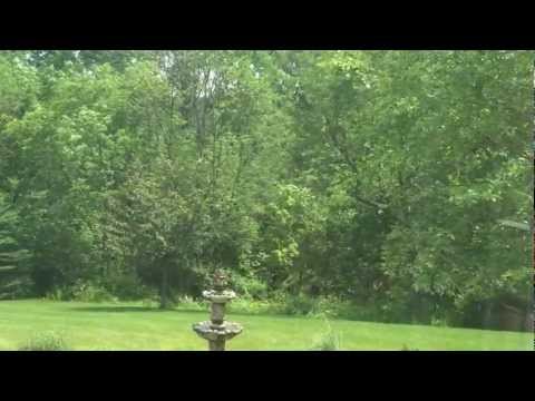 how to transplant a maple tree from the woods