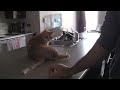 cute cat attacks!! кошка