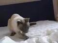 Lucy vs. Moving Bed Sheets