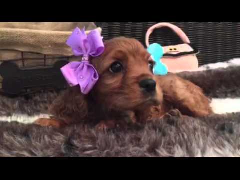 Beautiful playful female cockalier puppy
