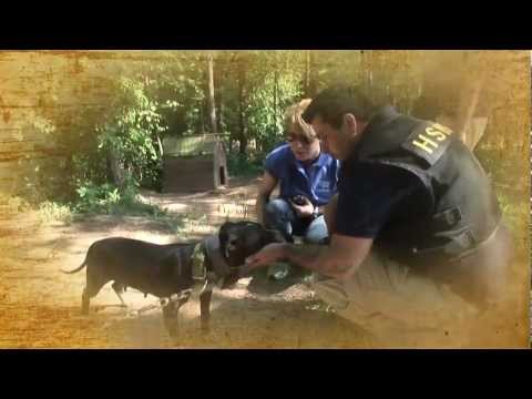 how to care animals