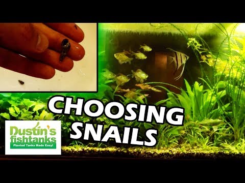 how to eliminate aquarium snails