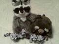 LA-Z-BOY RACCOON