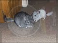 CHINCHILLA PLAYTIME! CHINCHILLA PLAYTIME!