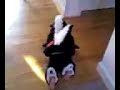 Veronicas beautiful baby skunk! Veronicas beautiful baby skunk!