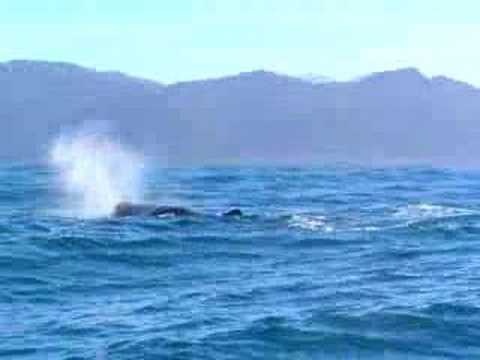 Sperm whale at Kaikoura, New Zealand