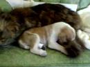 Chochi y un perrito