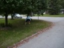 Attack of wasps!!! or is it?!?!