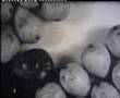 videos de A super 8 short film DE MANZANAS Y PERAS