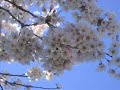 Spring Blossoms at UBC