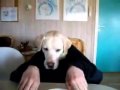 L'humain � t�te de chien