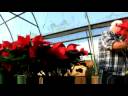 National Poinsettia Day