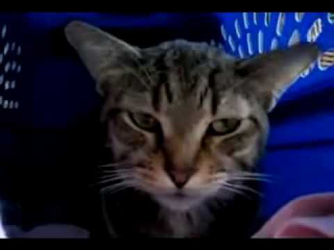 MEOWARCHY III: Kitty Got Catnip