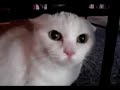 meowarchy iii: kitty got catnip