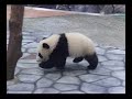 Twin panda running