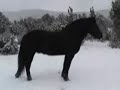 Snow Day for our young percheron horse