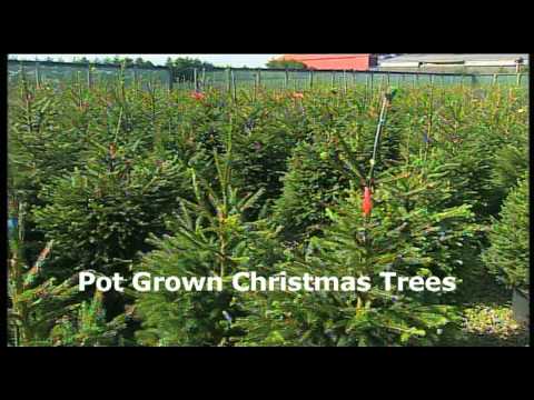 how to care for a potted xmas tree