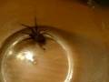 videos de Gangsta ass Spider