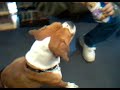 3 - LEGGED BOXER WITH A DIAPER !!!
