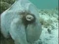 Invisible octopus. [VIDEO].flv