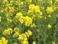 Edible Weeds