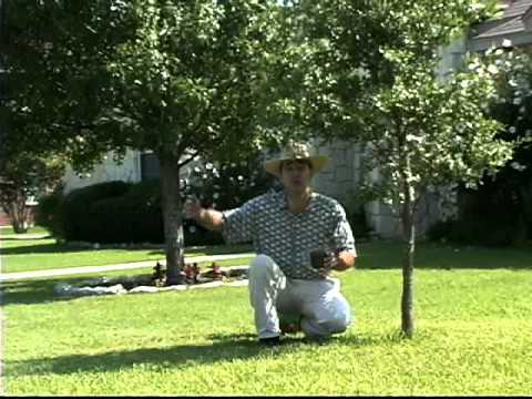 how to fertilize shade trees