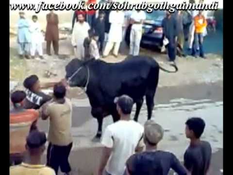 farm bull