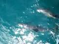長吻飛旋海豚(Long-snouted Spinner Dolphin)