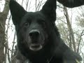 Police K9 Finds Baggie