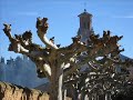 voy-caminando-solo.html