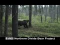 Dancing Bears