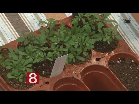 how to harvest seeds from a morning glory