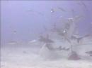 BAHAMAS SHARK FEED BLACKBEARDS CRUISES