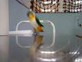 Hopping Caique