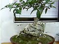 bonsai molle hawiano