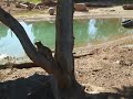 A Squirrel at the zoo