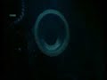 Vampyroteuthis Vampyroteuthis