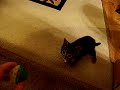 kitty retriever