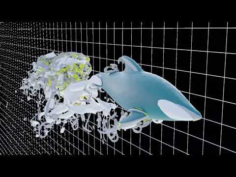 Why Dolphins Swim So Fast: The Secrets of Hidden Whirlpools | Phys.org