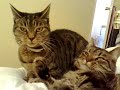 Angry Cat vs Docile Cat