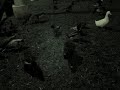 Cool Ducks & Geese 野鵝鴨