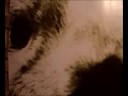 Gli Animali delle Pecore - Spot