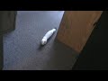 The Ermine Intruder
